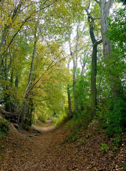 Doğanın Güzel Manzarası — Stok fotoğraf