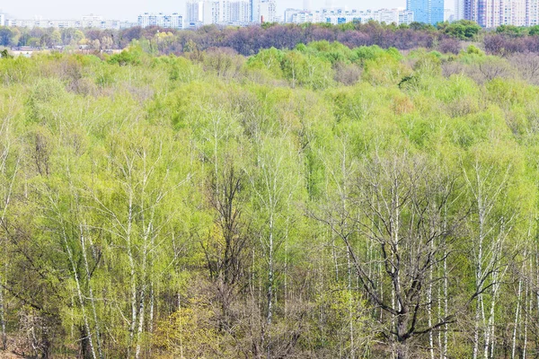 Над Першим Зеленим Листям Деревах Міського Парку Москві Навесні — стокове фото