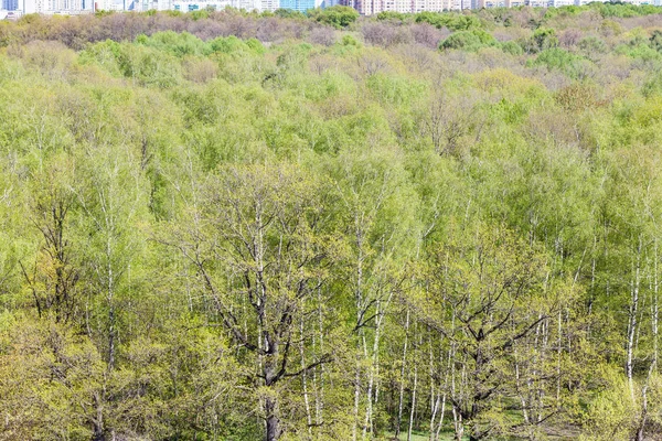 Над Міським Парком Зеленим Листям Москві Навесні — стокове фото
