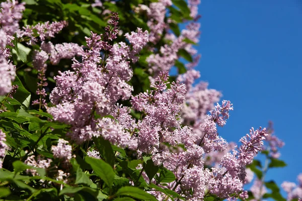 Kwitnący Krzak Liliowy Strzykawka Wiosną Kwiaty Lilii Tle Błękitnego Czystego — Zdjęcie stockowe