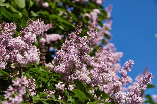 Fioritura Cespuglio Lilla Siringa Primavera Fiori Lilla Sfondo Cielo Blu — Foto Stock