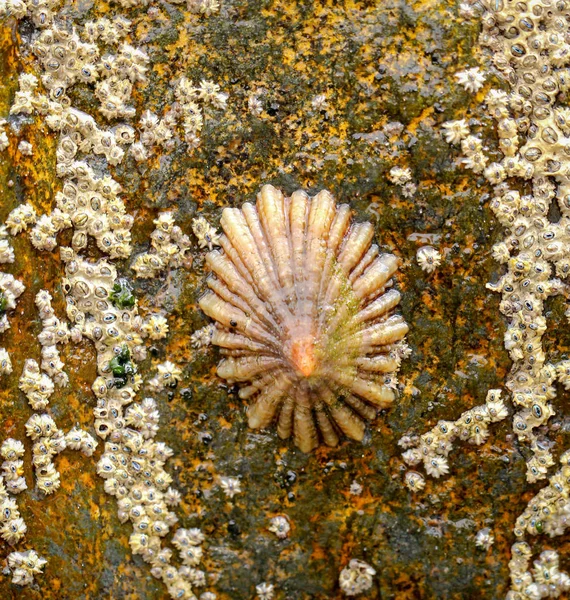 Barnacles Ślimaki Skale Morzu — Zdjęcie stockowe