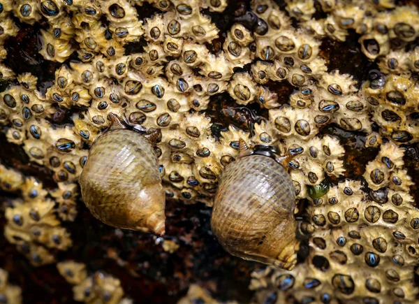 Des Bernacles Des Escargots Sur Rocher Dans Mer — Photo