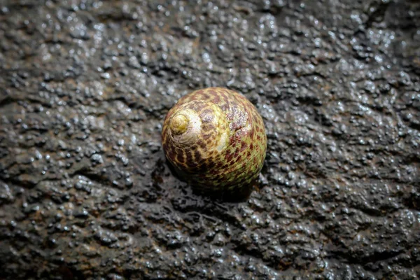 Barnacles Snails Rock Sea — Stock Photo, Image