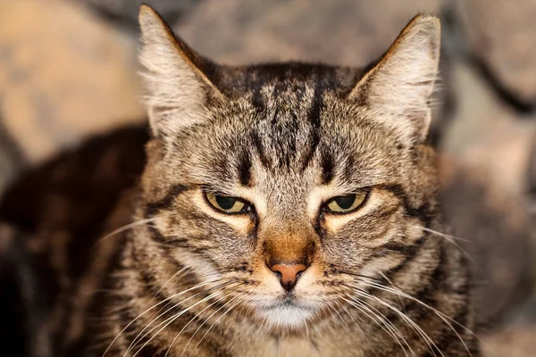 Retrato Gato Vigilante Perezoso Observador —  Fotos de Stock