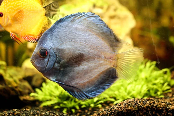 Portret Van Een Discusvis Het Aquarium — Stockfoto