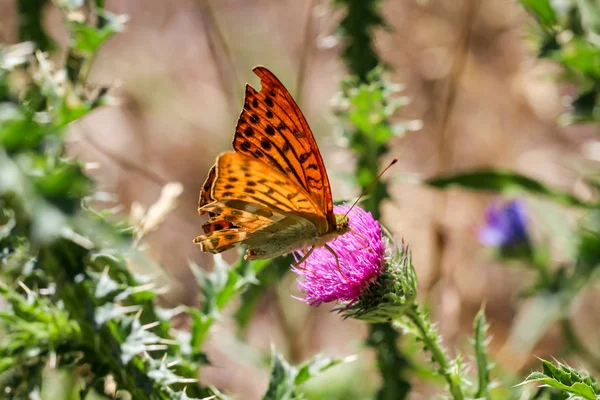 Primer Plano Una Mariposa Divagando Sobre Una Planta —  Fotos de Stock