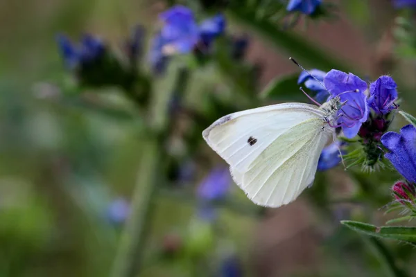 Nahaufnahme Eines Schmetterlings Der Auf Einer Pflanze Wandert — Stockfoto