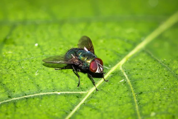 Esta Uma Mosca Uma Planta — Fotografia de Stock