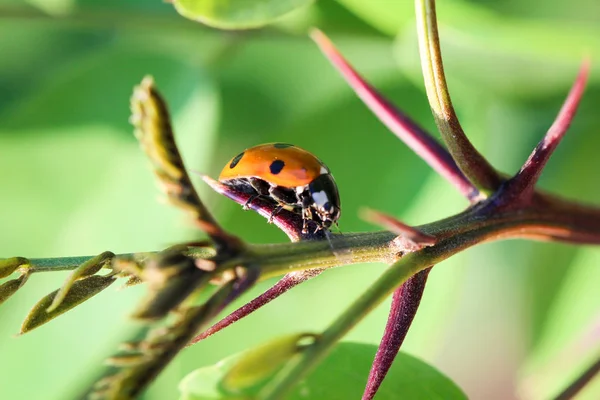 Ladybird Sits Colored Leaf Macro Photo Ladybug Close — Stock Photo, Image