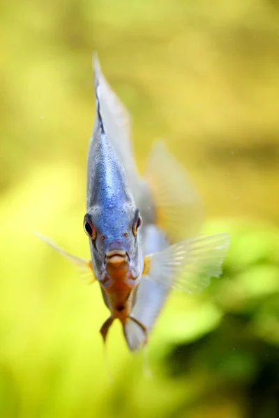 Porträtt Diskus Fisk Akvariet — Stockfoto