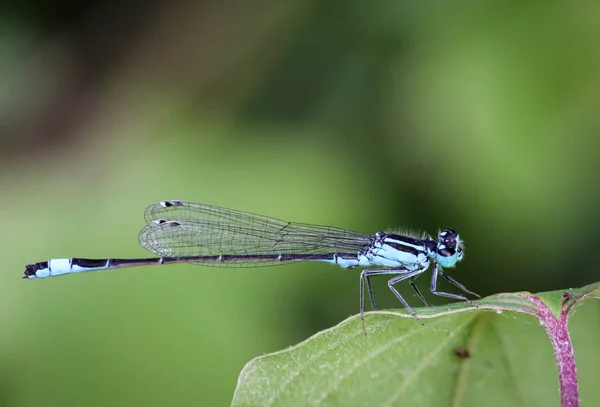 Une Libellule Sur Une Plante Portrait Une Libellule — Photo