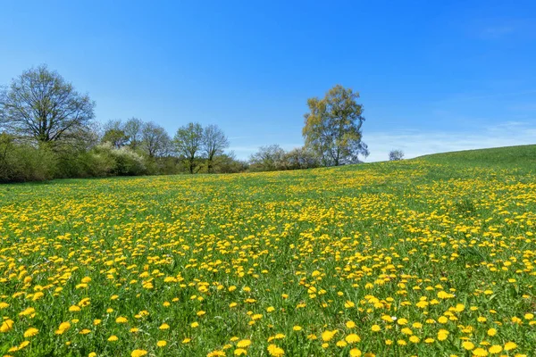 Idylliczna Łąka Kwiatowa Żółtym Kwitnącym Mniszkami Przed Rzędem Drzew Krzewów — Zdjęcie stockowe