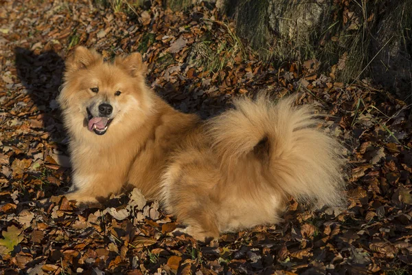 Πορτρέτο Ενός Ευρασιατικού Σκύλου Εξωτερικούς Χώρους Φθινόπωρο — Φωτογραφία Αρχείου