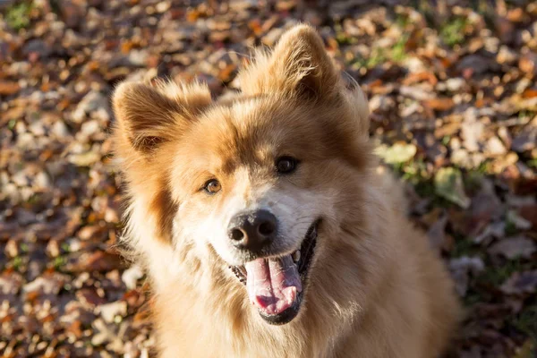 Portrét Euroasijského Psa Venku Podzim — Stock fotografie