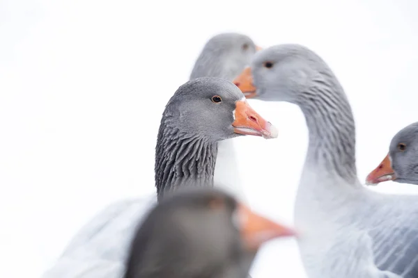 Naturskön Över Grågäss Vild Natur — Stockfoto