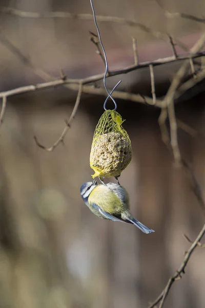 Bluetit Ptak Tłoku Chuck Świetle Słonecznym — Zdjęcie stockowe