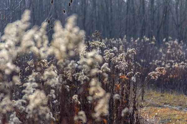 秋の時間でフルフレーム干からびた植物詳細 — ストック写真