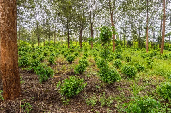 Młode Plantacje Kawy Między Rzędami Drzew Thika Środkowej Kenii — Zdjęcie stockowe