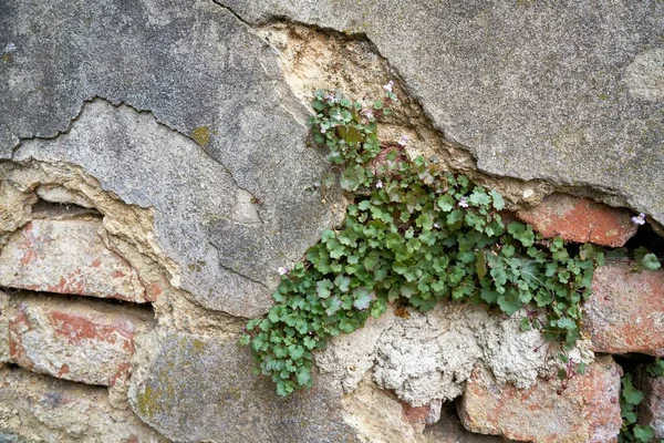 チェコ共和国のカルロヴィ ヴァリの旧市街に植物が植え付け 荒廃した壁 — ストック写真