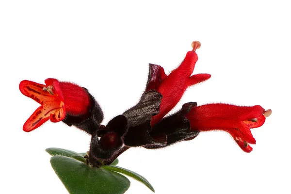 Macro Une Fleur Isolée Rouge Lèvres — Photo