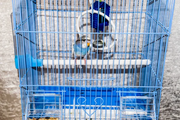Vrouwelijke Golvende Papegaai Een Kooi Blauwe Papegaai — Stockfoto