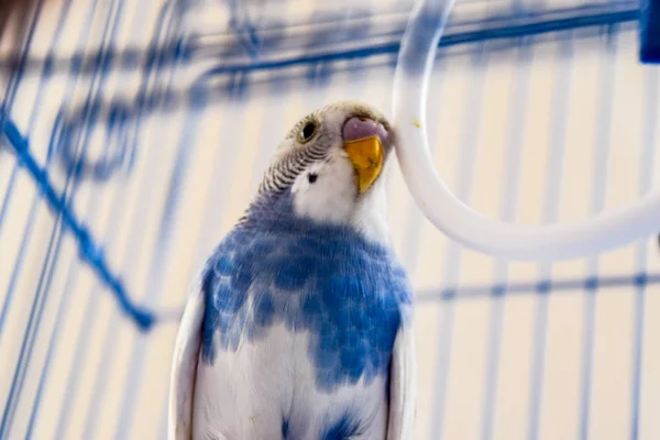 Vrouwelijke Golvende Papegaai Een Kooi Blauwe Papegaai — Stockfoto