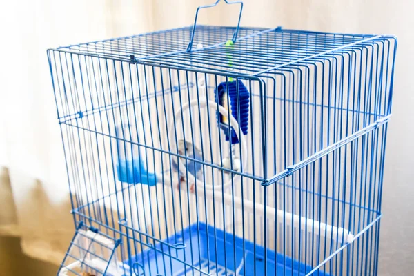 Falista Papuga Klatce Papuga Niebieska — Zdjęcie stockowe