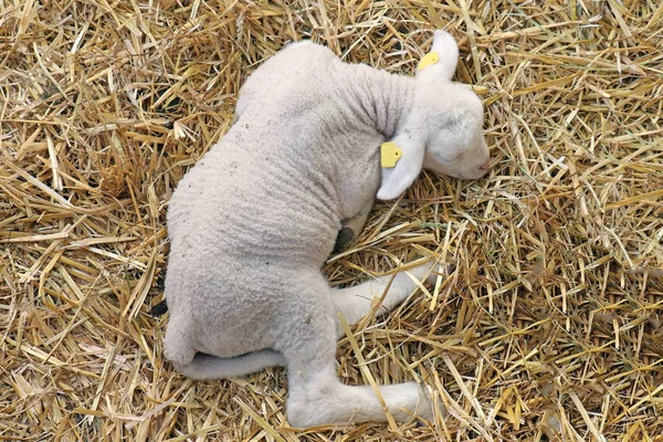 Новорожденные Овцы Лежат Сене Ферме — стоковое фото