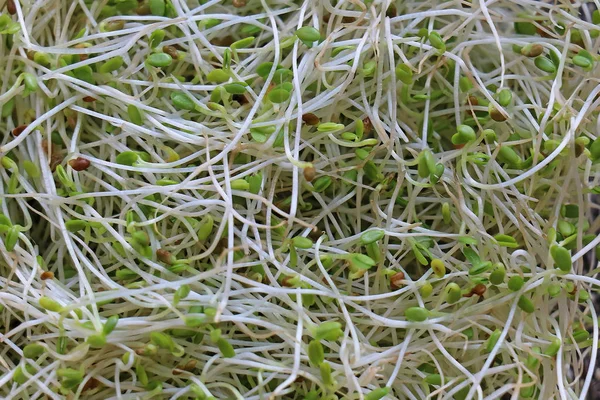 Organic Alfalfa Sprouts Flowering Plant Legume Family Pile Background — Stock Photo, Image