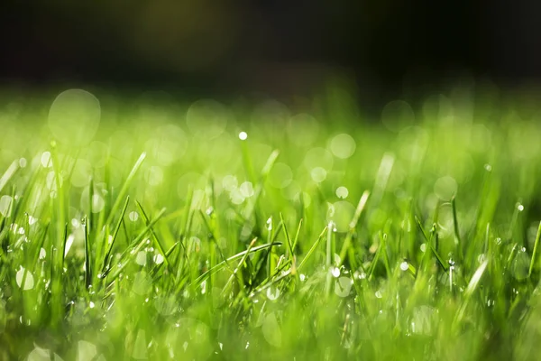 Green Grass Water Drops Sunlight — Stock Photo, Image