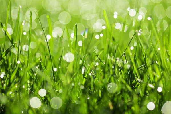 Grünes Gras Mit Wassertropfen Sonnenlicht — Stockfoto