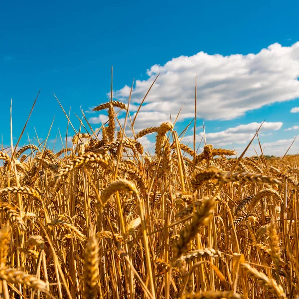 Paisaje Verano Con Campo Maíz Bajo Cielo Azul —  Fotos de Stock