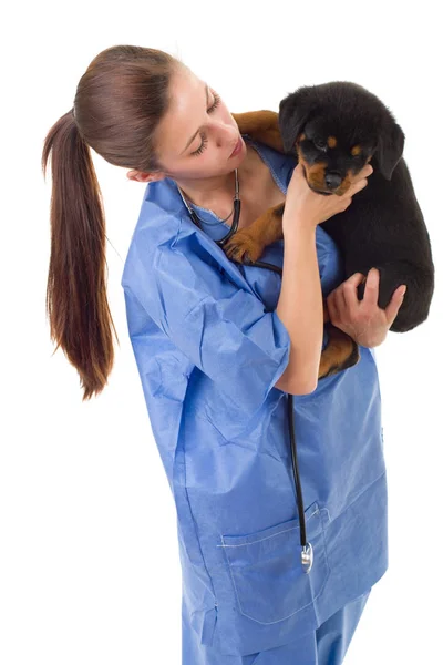 Morena Veterinária Com Cachorro Rottweiler Isolado Fundo Branco — Fotografia de Stock