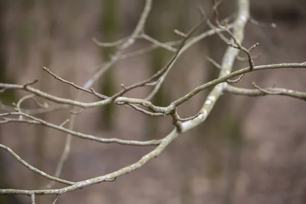 Kış Sezonunda Çıplak Ağaç Uzuvlarının Kapatılması — Stok fotoğraf
