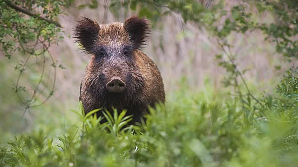 Front View Wild Boar Sus Scrofa Standing Partially Hidden Tall — Stock Photo, Image