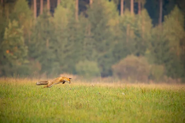 赤いキツネ ヴァルペス 秋に背景に森と草原で狩り 野生動物が獲物をキャッチするためにジャンプする風景 コピースペースを持つ自然界の哺乳類 — ストック写真