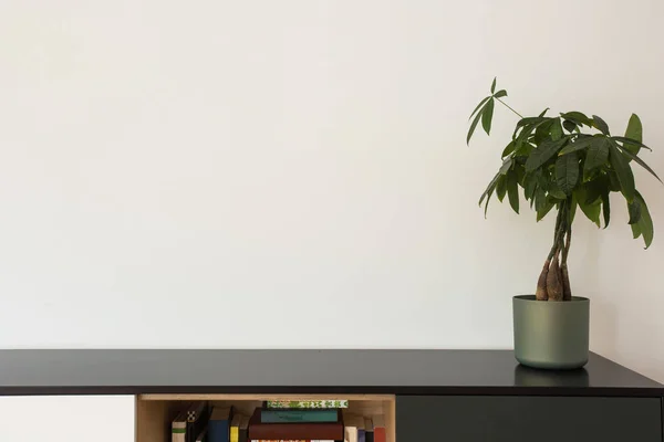 Houseplants Bookshelf White Wall Modern Design Livingroom Space Text — Stok Foto