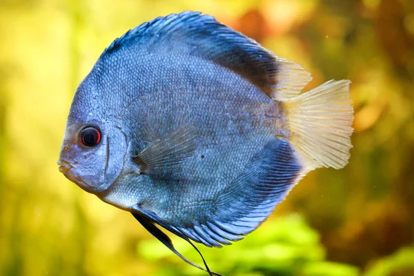 Portrait Discus Fish Aquarium — Stock Photo, Image