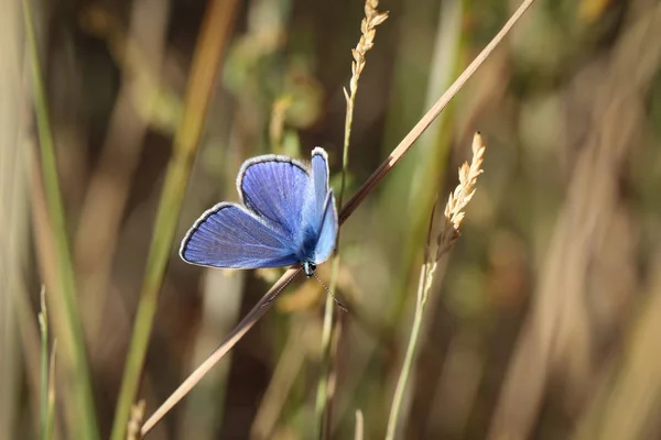 Gros Plan Papillon Errant Sur Une Plante — Photo