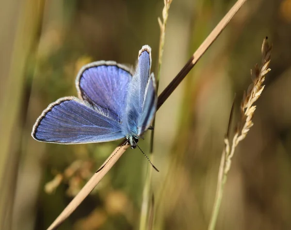 Gros Plan Papillon Errant Sur Une Plante — Photo