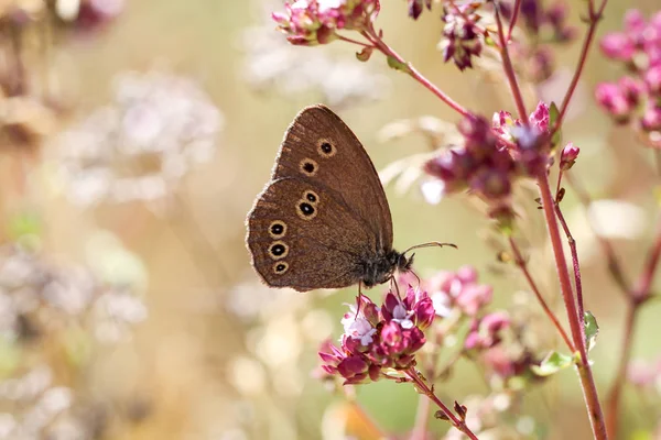 Zbliżenie Motyla Błąkającego Się Roślinie — Zdjęcie stockowe
