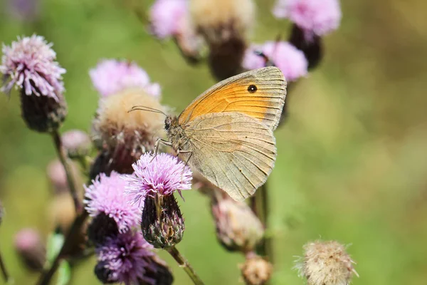 Gros Plan Papillon Errant Sur Une Plante — Photo