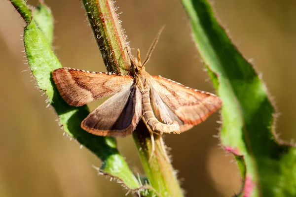 Close Uma Borboleta Divagando Uma Planta — Fotografia de Stock