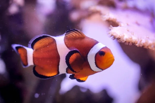 Akvaryumdaki Bir Anemon Balığının Ayrıntıları — Stok fotoğraf