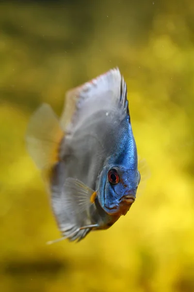 Πορτραίτο Ενός Discus Ψάρια Στο Ενυδρείο — Φωτογραφία Αρχείου