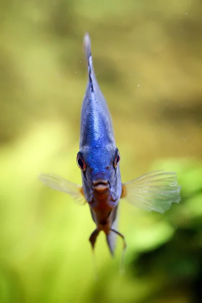 Портрет Дискової Риби Акваріумі — стокове фото