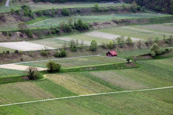 Вид Шнекенберга Виноградну Лозу Біля Ахкаррена Кайзерштолі — стокове фото