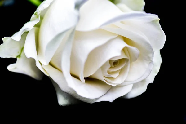 Scenic View Beautiful White Rose Flower — Stock Photo, Image