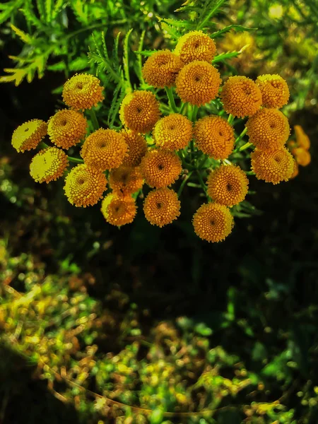 Tanacetum Vulgare Στο Λιβάδι Πράσινα Καλοκαίρι Αγριολούλουδα Θηρανθεμίς Κίτρινο Φόντο — Φωτογραφία Αρχείου